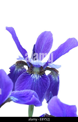 Iris blu. Isolato su bianco Foto Stock