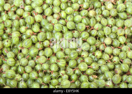 Sfondo di uva spina Foto Stock