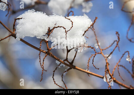Il ramo sotto la neve di fusione Foto Stock