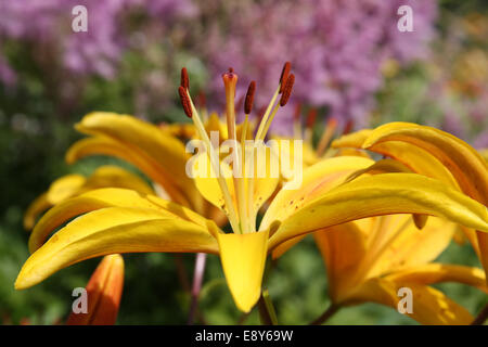 Close-up del giglio giallo in giardino Foto Stock