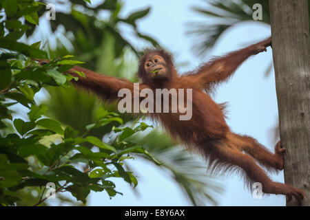 I capretti Bornean Orangutan su un albero e alimentazione su foglie Foto Stock