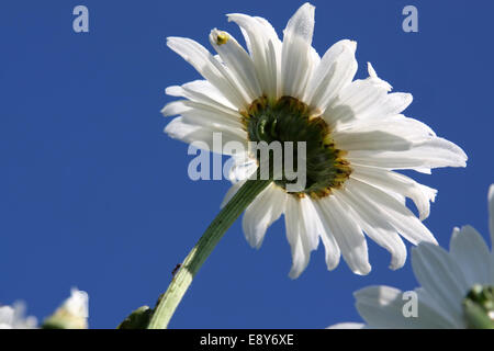 Margherita occhio di bue su uno sfondo di cielo blu Foto Stock