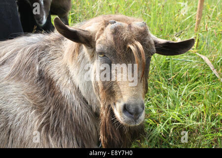 Hornless capra marrone a prato Foto Stock