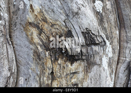 corteccia Foto Stock