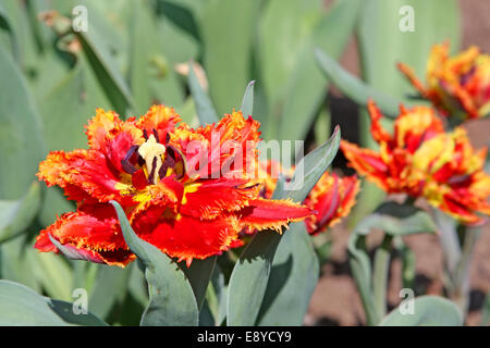 Orlata di tulipani rossi nel letto di fiori Foto Stock