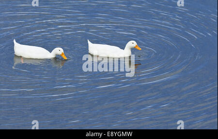 anatre bianche Foto Stock