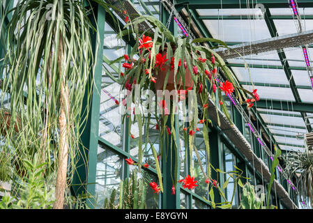 Un bel rosso dei fiori in una serra Foto Stock