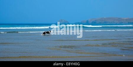 Un bianco e nero cane che corre lungo il litorale sulla spiaggia a Perranporth Cornwall Inghilterra Regno Unito Foto Stock