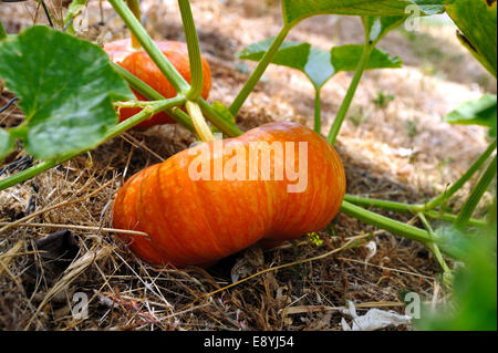 Arancione Zucca di Cenerentola Foto Stock