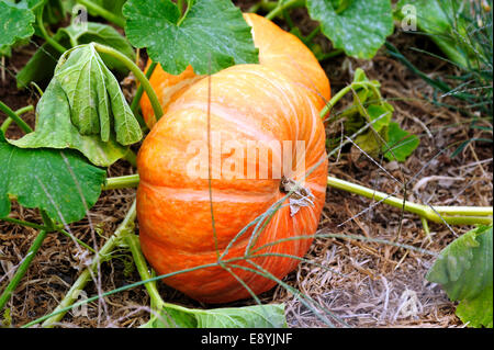 Cenerentola di zucche Foto Stock