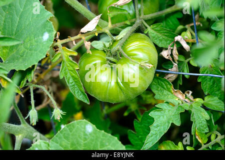 Cimelio di verde il pomodoro Foto Stock