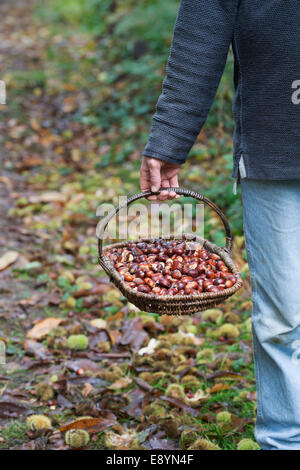 Uomo con un cesto di vimini di pieno di foraged castagne. Autunno DEL REGNO UNITO Foto Stock