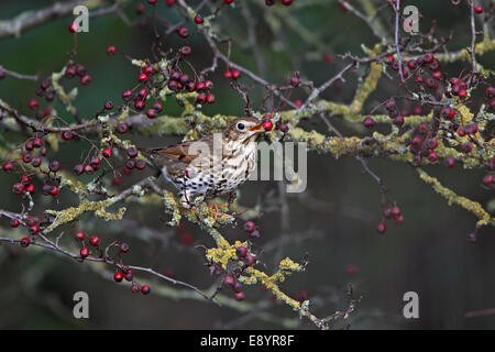 Tordo Bottaccio (Turdus philomelos) mangia Hawthorn berry nella siepe su terreno coltivato CHESHIRE REGNO UNITO novembre 56333 Foto Stock