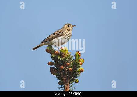 Tree Pipit (Anthus trivialis) arroccato nella nuova crescente foresta di conifere North Wales UK potrebbe 58182 Foto Stock