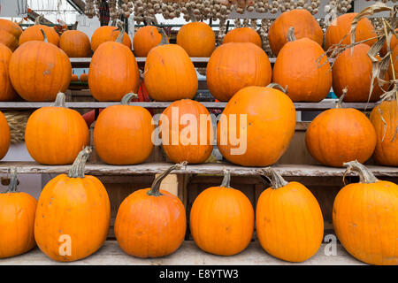 Zucche di un mercato in stallo Foto Stock