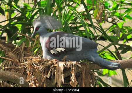 Western incoronato pigeon, Goura cristata, Columbidi, Nuova Guinea Foto Stock