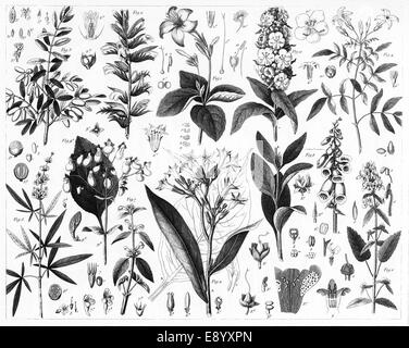 Le illustrazioni incise di oliva, Verbena,Menta, Figwort e Nightshade famiglie dalla enciclopedia iconografico della scienza. Foto Stock