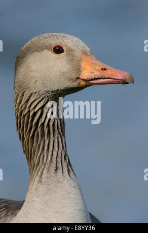 Graylag goose (Anser anser) testa ritratto nella luce della sera, Gloucestershire, Regno Unito, maggio. Foto Stock