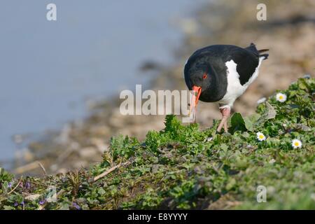 (Oystercatcher Haematopus ostralegus) con un lombrico (Lombrico terrestris) nel suo becco estratto da un lago banca di terra Foto Stock