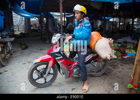 Il vietnamita Hill Tribe Uomo Hmong sul motociclo a Bac Ha domenica mercato suino portante al macellaio Foto Stock