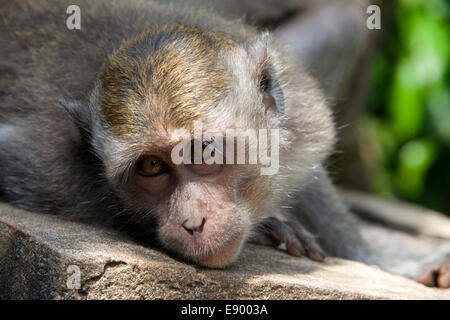 Close-up di scimmia grigio Pura Luhur Temple Ulu Watu Bali Indonesia Foto Stock