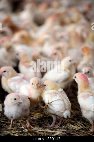 Un granaio di pulcini essendo sollevata su una fattoria di pollo, GLOUCESTERSHIRE REGNO UNITO Foto Stock