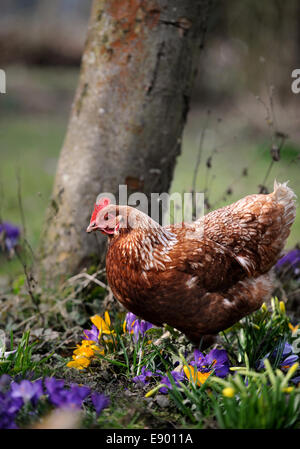 Polli ruspanti tra crochi REGNO UNITO Foto Stock