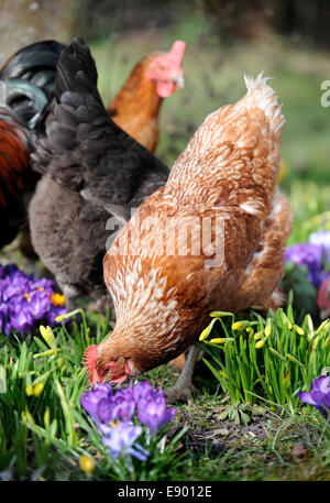 Polli ruspanti tra crochi REGNO UNITO Foto Stock