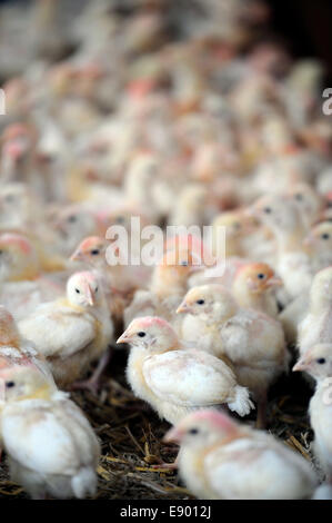 Un granaio di pulcini essendo sollevata su una fattoria di pollo, GLOUCESTERSHIRE REGNO UNITO Foto Stock