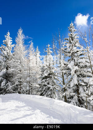 Alberi di neve sotto un cielo blu in una stazione sciistica area in inverno. Foto Stock