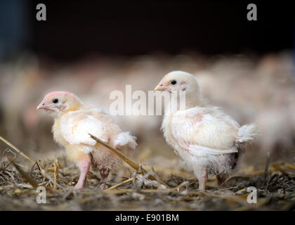 Un granaio di pulcini essendo sollevata su una fattoria di pollo, GLOUCESTERSHIRE REGNO UNITO Foto Stock