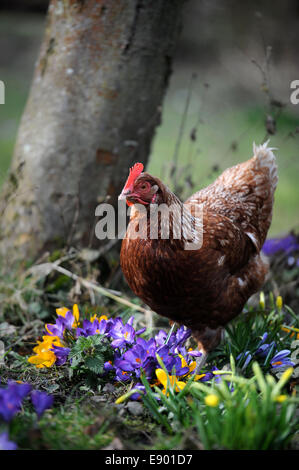 Polli ruspanti tra crochi REGNO UNITO Foto Stock