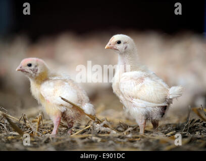 Un granaio di pulcini essendo sollevata su una fattoria di pollo, GLOUCESTERSHIRE REGNO UNITO Foto Stock