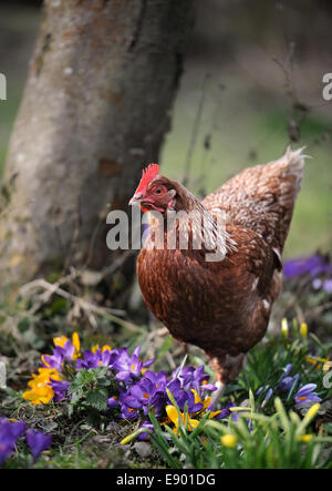 Polli ruspanti tra crochi REGNO UNITO Foto Stock