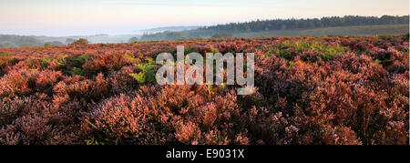 Misty alba; Bratley pianura, New Forest National Park; Hampshire County; Inghilterra; Gran Bretagna, Regno Unito Foto Stock