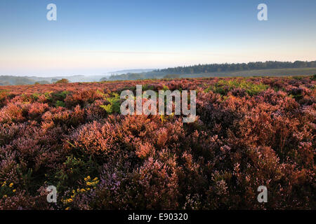 Misty alba; Bratley pianura, New Forest National Park; Hampshire County; Inghilterra; Gran Bretagna, Regno Unito Foto Stock