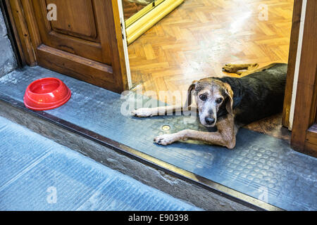 Cane con un viso dolce e grandi occhi marroni giacente in apri porta di elegante negozio di Oltrarno con il rosso la vaschetta del separatore della condensa sul stoop Firenze Foto Stock