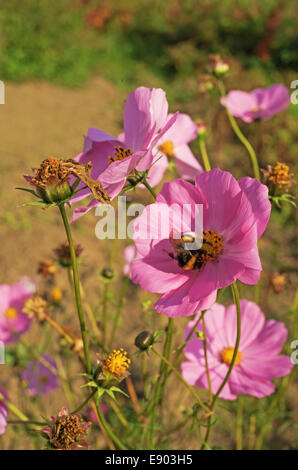 Villaggio Giardino. Fiori di colore rosa e bumblebee. Foto Stock