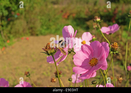 Villaggio Giardino. Fiori di colore rosa e bumblebee. Foto Stock