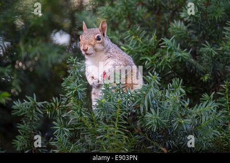 Un North American tree Scoiattolo si siede in un albero di mangiare i frutti di bosco in Tinton Falls sezione del Monmouth County, New Jersey. Foto Stock