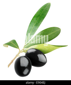 Due olive nere sul ramo con foglie isolato su bianco Foto Stock