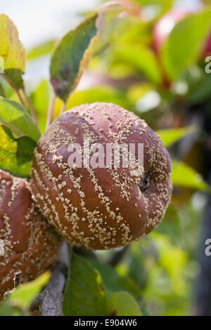 Monilinia. Marciume bruno per le mele in un inglese un frutteto. Foto Stock