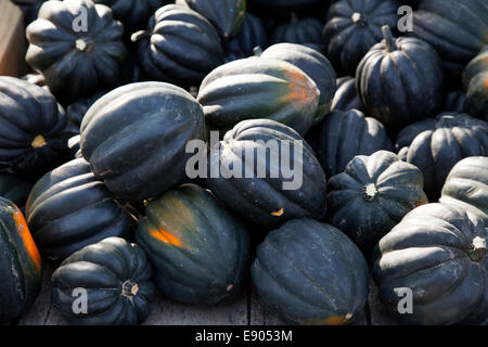 Zucche Squash e zucche sul display e USA Foto Stock