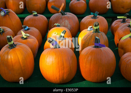 Zucche Squash e zucche sul display e USA Foto Stock