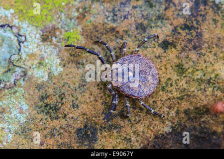 Parasite tick sul terreno, gli insetti in natura Foto Stock