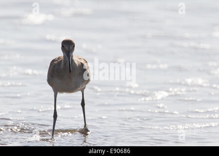 Willet (Tringa semipalmata) sulla spiaggia Foto Stock