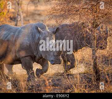 Parco Nazionale di Kruger, SUD AFRICA - rinoceronte bianco a piedi attraverso bushveld Foto Stock