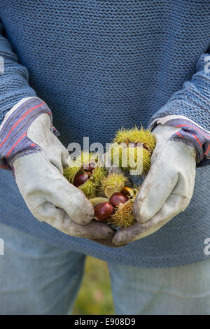 L uomo indossa guanti holding foraged castagne. Autunno DEL REGNO UNITO Foto Stock