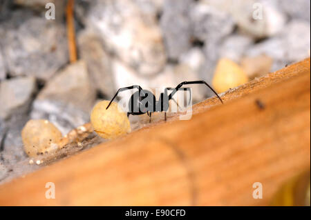 Femmina Black Widow Spider Foto Stock