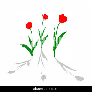 Disegno tulip su sfondo bianco Foto Stock